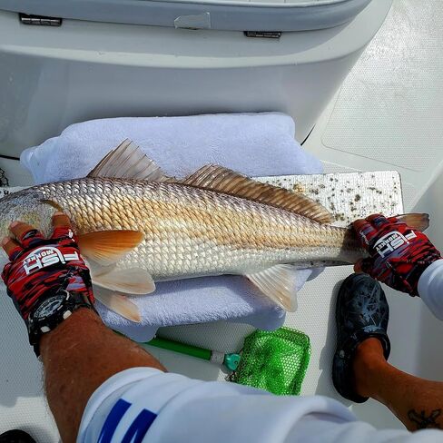 Fish Monkey FM18- Stubby Glove for Fishing in Kuwait