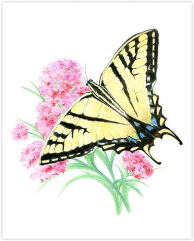 Royal and Langnickel Drawing Made Easy 4 Butterfly Projects Set in Saudi Arabia