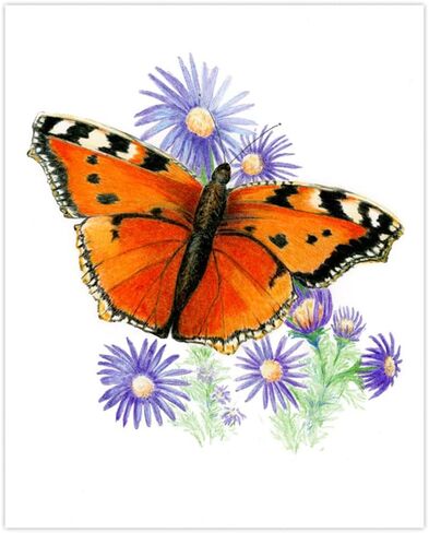 Royal and Langnickel Drawing Made Easy 4 Butterfly Projects Set in Saudi Arabia