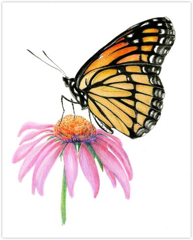 Royal and Langnickel Drawing Made Easy 4 Butterfly Projects Set in Saudi Arabia