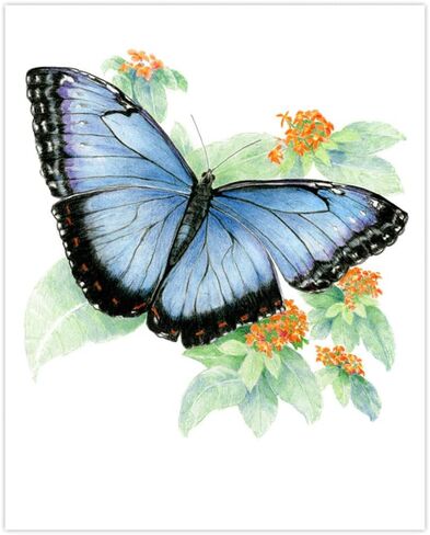 Royal and Langnickel Drawing Made Easy 4 Butterfly Projects Set in Saudi Arabia