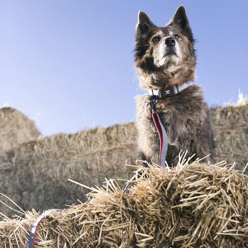 مقود الكلاب التجاري من HOOEY، مقود متين مصنوع من البوليستر المكون من طبقتين ومقود وجه من القماش للكلاب، عنابي/أسود، 6 بوصات in Kuwait