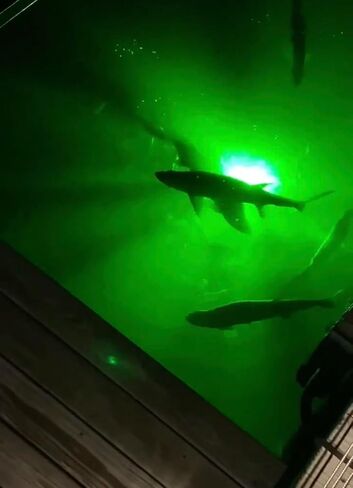 Saltwater Approved & Barnacle Burning Bulbs, Double Lamp Bright Green Underwater Fishing Light Kit, Dock & Fish Lights with 50' Cords (7,900 Lumens Each Bulb) in Saudi Arabia