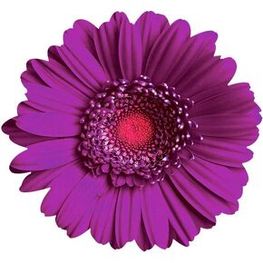 Orange Daisy Wall Art