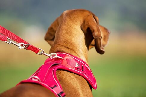 Curli Belka Harness Custom-Fit Big Dog Harness Dog Harness Adjustable Choke-Free Reflective Vest for Large Dogs Black L in Saudi Arabia