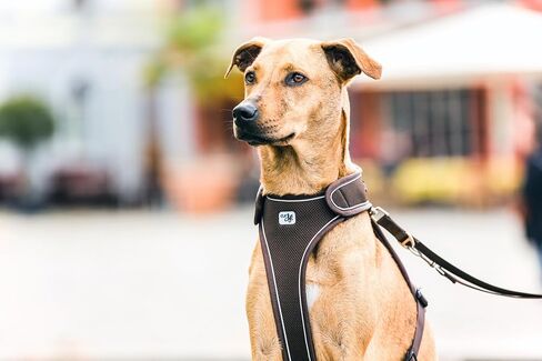 Curli Belka Harness Custom-Fit Big Dog Harness Dog Harness Adjustable Choke-Free Reflective Vest for Large Dogs Black L in Saudi Arabia
