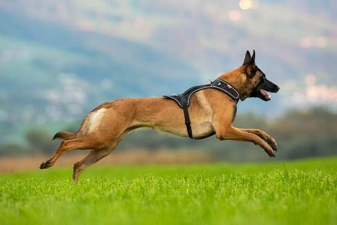 Curli Belka Harness Custom-Fit Big Dog Harness Dog Harness Adjustable Choke-Free Reflective Vest for Large Dogs Black L in Saudi Arabia