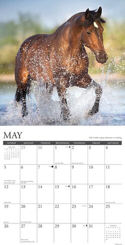 Willow Creek Press What Horses Teach Us Monthly 2024 Wall Calendar (12" x 12") in Saudi Arabia