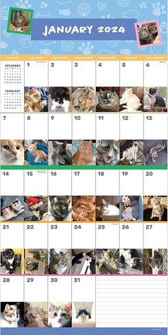 TF PUBLISHING 2024 Cat-A-Day Wall Calendar | Large Grids for Appointments and Scheduling | Vertical Monthly Wall Calendar 2024 | Home and Office Organization | Premium Gloss Paper | 12"x12" in Saudi Arabia