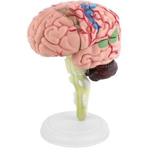 Human Brain Model, Medical Anatomical Brain Model with Arteries for Science Classroom Study Display Teaching Medical Model
