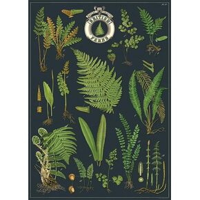 Cavallini & Co. British Ferns Decorative Paper Wrap- 20x28" Sheet