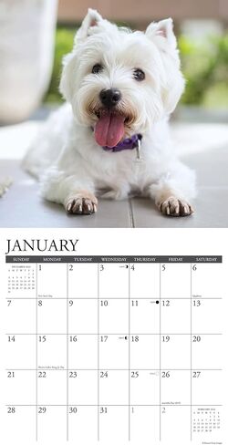 Willow Creek Press Westies Monthly 2024 Wall Calendar (12" x 12") in Saudi Arabia
