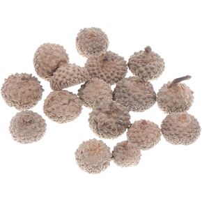 Ciieeo Crafts Vases Natural Acorns Bulk Real Rustic Acorns Caps for Craft Christmas Thanksgiving Pine Cone Ornament Winter Xmas Tree Wreath Vase Filler Decoration 100PCS Ornament Bulk