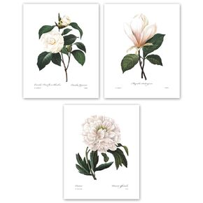 White Flower Art - 8x10 Inch French Botanical Prints, Redoute Illustrations, Set of 3 - Unframed