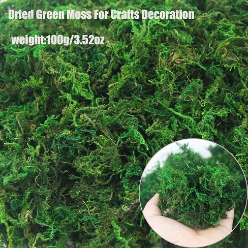 FAICOIA الطحلب الأخضر للحرف اليدوية الطحالب المحفوظة السائبة المجففة الطبيعية المحفوظة الطحلب الاصطناعي ديكور لنباتات الحديقة الجنية حشو الجدول المركزية الزفاف عيد الميلاد الحرف ديكور الحفلات in Kuwait