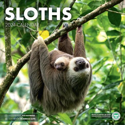 SLOTHS 2024 Wall Calendar | Benefits Sloth Conservation | Sloth Facts | Baby Sloths | 12 x 12 Inch Monthly Wall Calendar in Saudi Arabia
