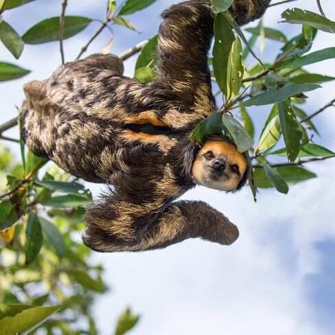 SLOTHS 2024 Wall Calendar | Benefits Sloth Conservation | Sloth Facts | Baby Sloths | 12 x 12 Inch Monthly Wall Calendar in Saudi Arabia