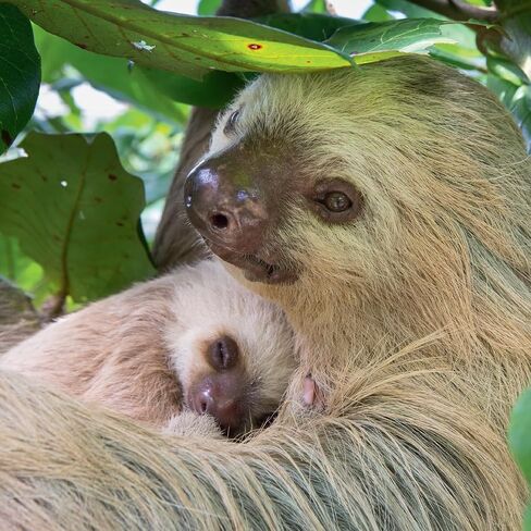SLOTHS 2024 Wall Calendar | Benefits Sloth Conservation | Sloth Facts | Baby Sloths | 12 x 12 Inch Monthly Wall Calendar in Saudi Arabia