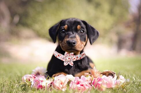 Lionet Paws Design Dogs Collar Cute Flower Sailor Bow Dog Collars for Girl Female Medium Large Dogs with Summer Floral L in Saudi Arabia