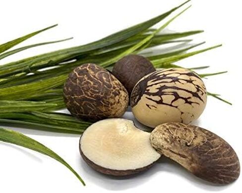 قلادة وأقراط طويلة من تاجوا باللون الأزرق المخضر والليمون والأخضر TAG677. مجوهرات تاجوا الجوز، مجموعة قلادة من العاج النباتي. مجموعة قلادة وأقراط من المجوهرات العضوية in Kuwait