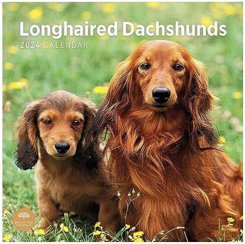 2024 Longhaired Dachshunds Monthly Wall Calendar by Bright Day, 12 x 12 Inch Cute Dog Breed Gift in Saudi Arabia