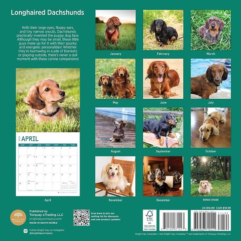 2024 Longhaired Dachshunds Monthly Wall Calendar by Bright Day, 12 x 12 Inch Cute Dog Breed Gift in Saudi Arabia