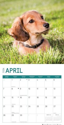 2024 Longhaired Dachshunds Monthly Wall Calendar by Bright Day, 12 x 12 Inch Cute Dog Breed Gift in Saudi Arabia