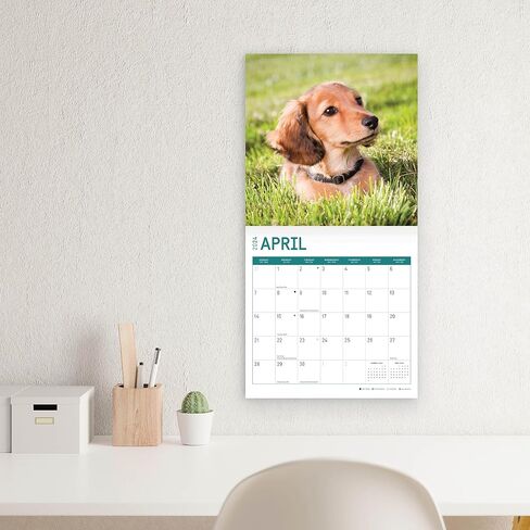 2024 Longhaired Dachshunds Monthly Wall Calendar by Bright Day, 12 x 12 Inch Cute Dog Breed Gift in Saudi Arabia