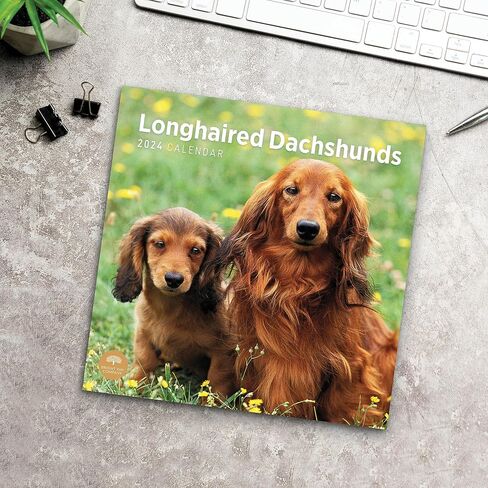 2024 Longhaired Dachshunds Monthly Wall Calendar by Bright Day, 12 x 12 Inch Cute Dog Breed Gift in Saudi Arabia