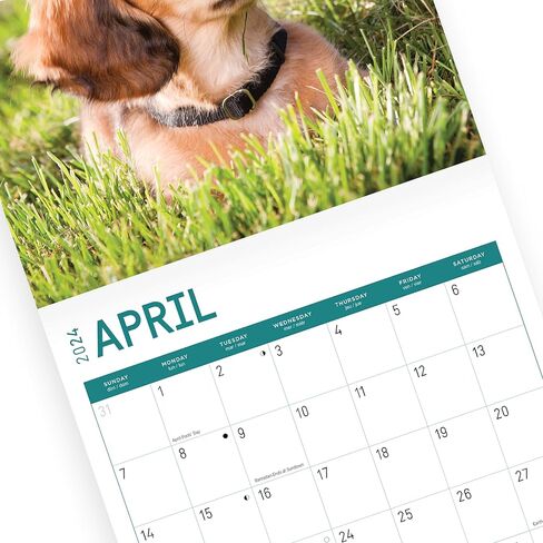 2024 Longhaired Dachshunds Monthly Wall Calendar by Bright Day, 12 x 12 Inch Cute Dog Breed Gift in Saudi Arabia