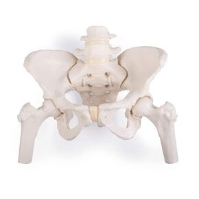 3B Scientific 1019865 Flexible Female Pelvis with Movable Femur Heads - Life Size, Bone