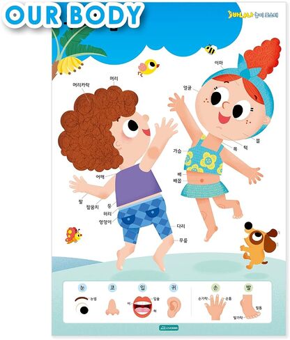 Leveram Korean Alphabet Chart Korean Language Poster Hangul Alphabet and Basic Word Learning Wall Chart about Alphabet Body Animal Number Korean Posters for Beginners Adult and Kids Set of 5 in Saudi Arabia