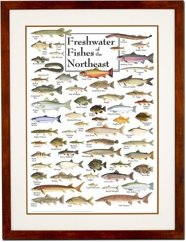Earth Sky + Water - Freshwater Fishes of the Northeast - Poster in Saudi Arabia