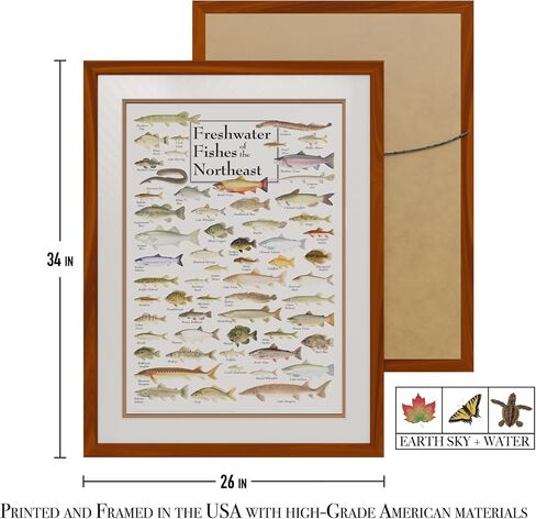 Earth Sky + Water - Freshwater Fishes of the Northeast - Poster in Saudi Arabia