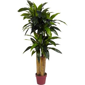 Nearly Natural 4ft. Corn Stalk Dracaena Silk (Real Touch) Artificial Plant, 4 ft, Green