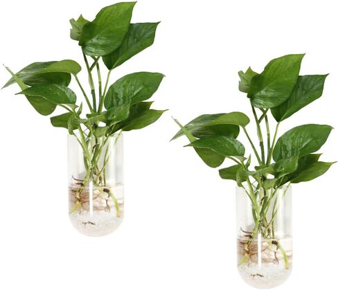 2 Pack Wall Vases Wall Hanging Glass Planters Wall Mounted Glass Terrariums Glass Vases in Saudi Arabia