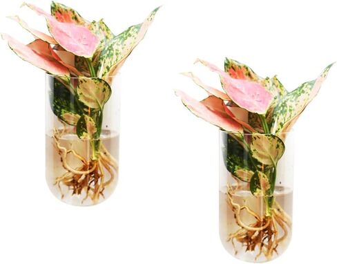 2 Pack Wall Vases Wall Hanging Glass Planters Wall Mounted Glass Terrariums Glass Vases in Saudi Arabia