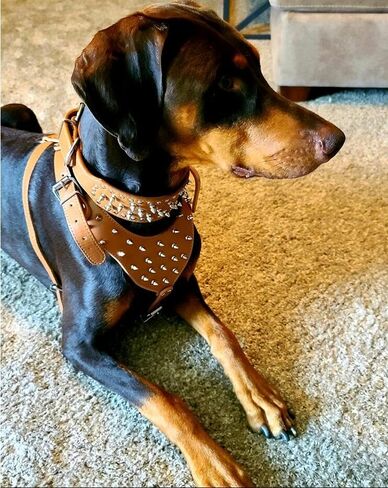 Dog Harness, Large Breed Spikes Studded Leather Dog Harness Vest with Dog Collar Set for Pitbull Mastiff Husky Boxer (Leopard1, L) in Kuwait