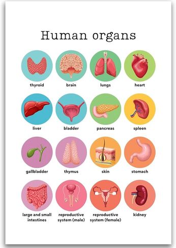 HASIDU Human Organs - Science - Classroom Poster - 12 x 18 Inches - for Bulletin Board - Classroom Decor - Educational Prints - Teachers Educators Made in USA - HDP0138 in Saudi Arabia