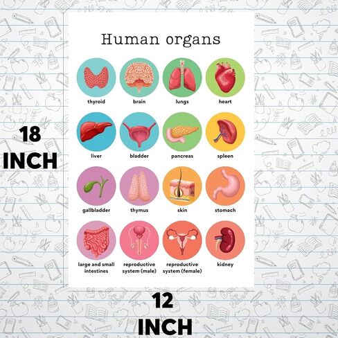 HASIDU Human Organs - Science - Classroom Poster - 12 x 18 Inches - for Bulletin Board - Classroom Decor - Educational Prints - Teachers Educators Made in USA - HDP0138 in Saudi Arabia