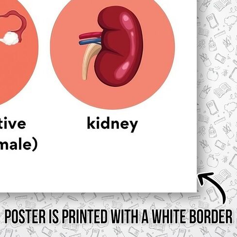 HASIDU Human Organs - Science - Classroom Poster - 12 x 18 Inches - for Bulletin Board - Classroom Decor - Educational Prints - Teachers Educators Made in USA - HDP0138 in Saudi Arabia
