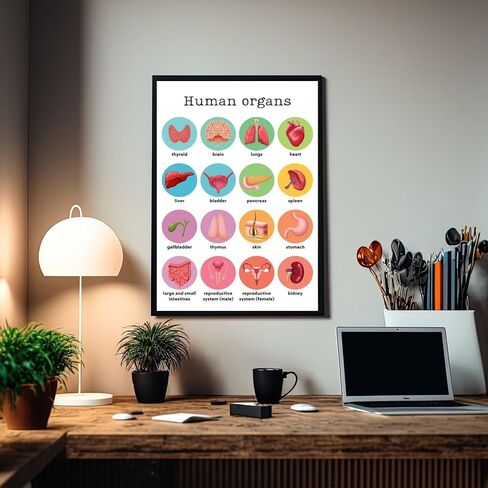 HASIDU Human Organs - Science - Classroom Poster - 12 x 18 Inches - for Bulletin Board - Classroom Decor - Educational Prints - Teachers Educators Made in USA - HDP0138 in Saudi Arabia