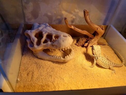 حوض السمك ديناصور الجمجمة ديكور، الزواحف إخفاء منزل مأوى كهف ل Terrarium أبو بريص العنكبوت سحلية ثعبان، خزان الأسماك إخفاء الجمجمة كهف منزل الحجارة للأسماك الصغيرة الروبيان بيتا كوي سرطان البحر in Kuwait