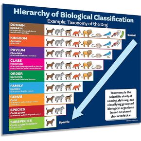 ZOCO - Biology Poster - Hierarchy of Biological Classification - Taxonomy Chart - Science Teacher Supplies & Decor for Elementary, Middle, High School Classrooms - Laminated, 17 x 22 inches