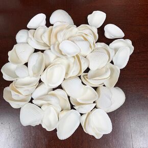 1LB White Ark Shells,Bulk Natural Clam Seashells for DIY Craft Beach Decor Approx 58PC Shells 1" Inch ~ 2.25" Inch in Kuwait