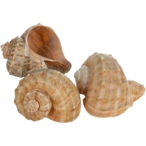 Hermit Crab Shells | Shells for Hermit Crabs | 3 Spotted Tonna Shells 2"-2.5" | Opening Size Approx. 1.75"-2" | Hermit Crab House for Décor | Plus Free Nautical eBook by Joseph Rains