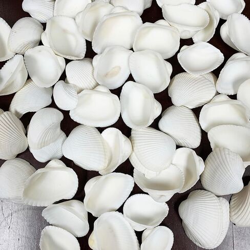 1LB White Ark Shells,Bulk Natural Clam Seashells for DIY Craft Beach Decor Approx 58PC Shells 1" Inch ~ 2.25" Inch in Kuwait