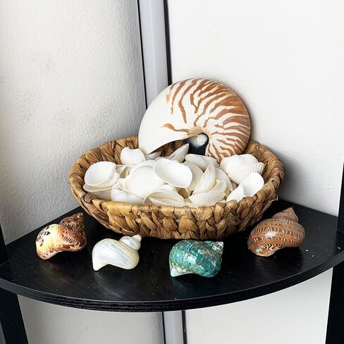 1LB White Ark Shells,Bulk Natural Clam Seashells for DIY Craft Beach Decor Approx 58PC Shells 1" Inch ~ 2.25" Inch in Kuwait