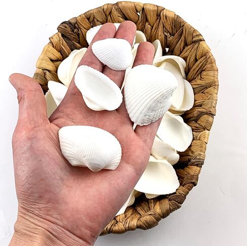 1LB White Ark Shells,Bulk Natural Clam Seashells for DIY Craft Beach Decor Approx 58PC Shells 1" Inch ~ 2.25" Inch in Kuwait