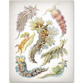 Sea Slugs - Ernst Haeckel - 11x14 Unframed Art Print - Makes a Great Beach House Decor and Gift Under $15 for Nature Lovers